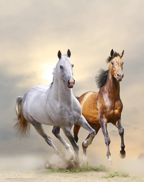 Лошади в пыли — стоковое фото