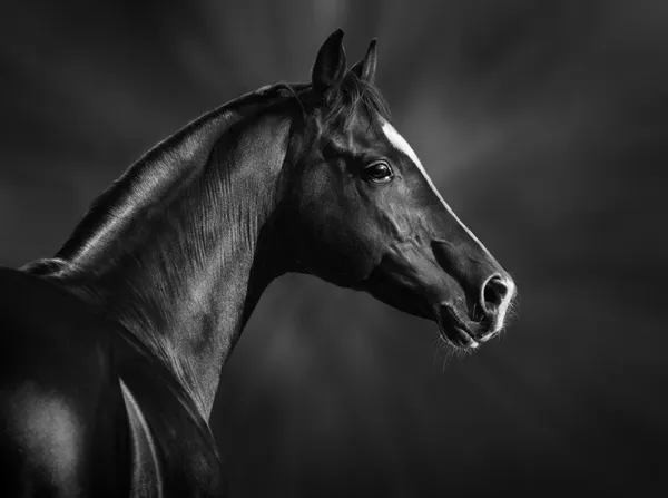 Портрет черной аравийской лошади — стоковое фото