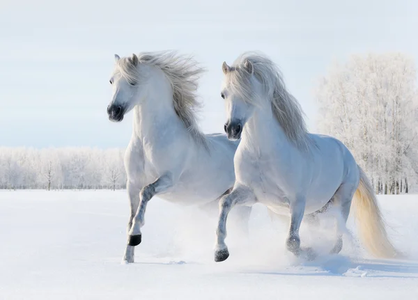 Два белых лошадей галопом по снегу поля — стоковое фото