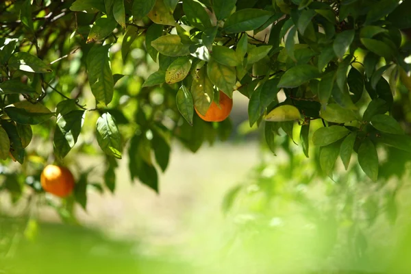 Апельсиновое дерево — стоковое фото
