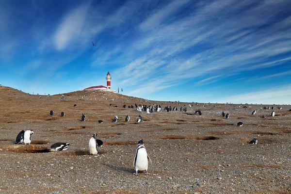 Магелланово пингвинов на острове Магдалена, Чили — стоковое фото