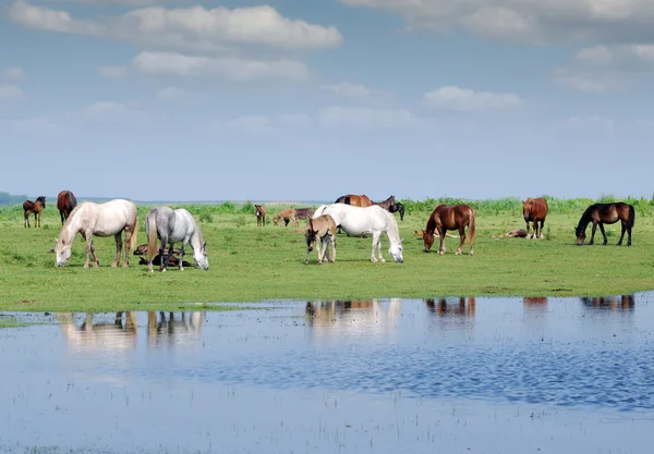 Табун лошадей на пастбище, река — стоковое фото