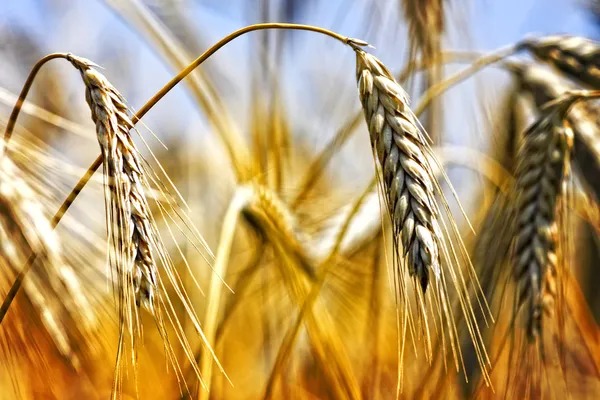 Золотая область пшеницы — стоковое фото