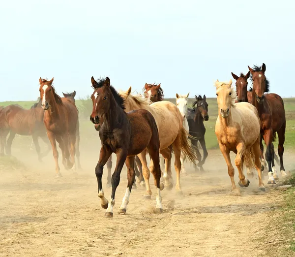 Бегущие кони — стоковое фото