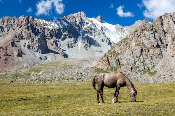 Лошадь в горах, кормить травой в Солнечный день — стоковое фото