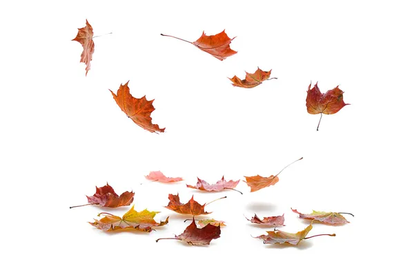 Падают листья — стоковое фото