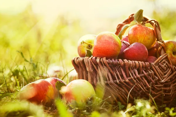 Органические яблоки в летней траве — стоковое фото