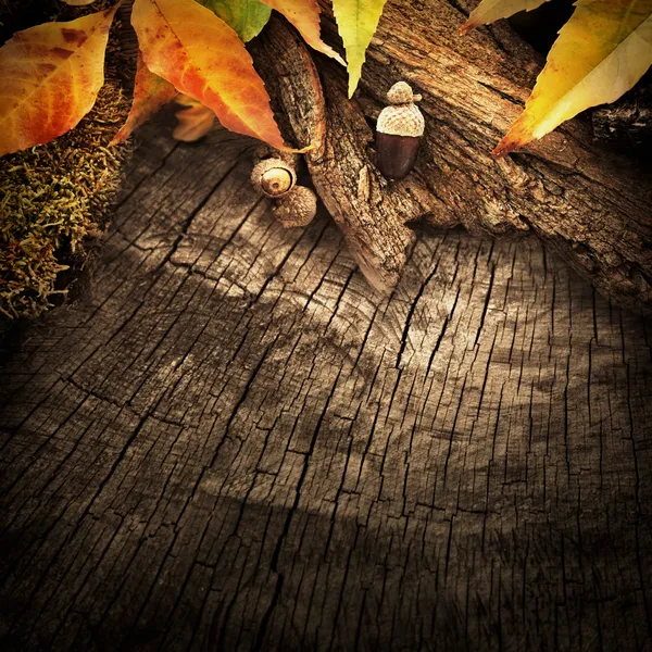 Осенний лесной фон — стоковое фото