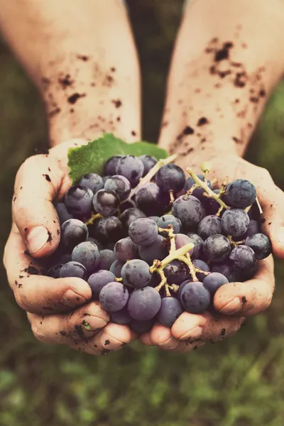 Урожай винограда — стоковое фото