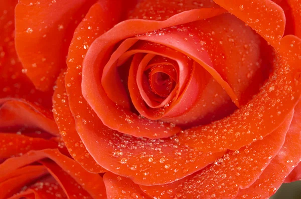 Роза в макросе (фокус на центре розы) — стоковое фото