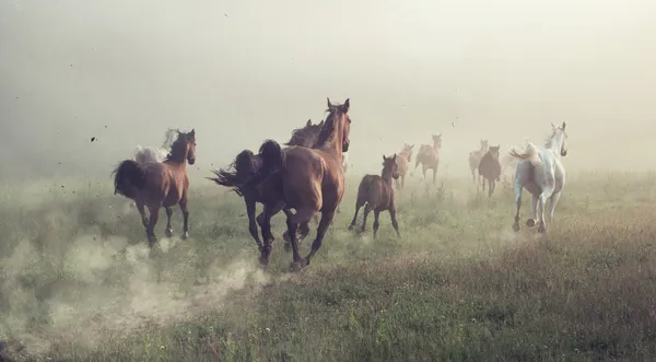 Группа лошадей на лугу — стоковое фото