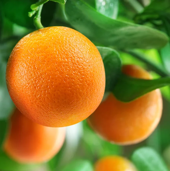Апельсины на цитрусового дерева — стоковое фото
