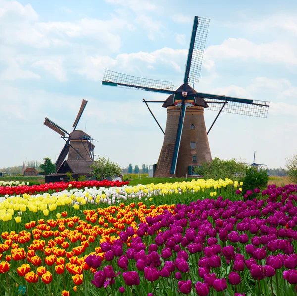 Две голландские ветряные мельницы на поле тюльпанов — стоковое фото