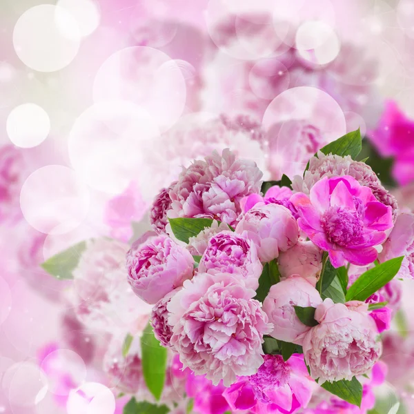 Сад Розовые пионы — стоковое фото