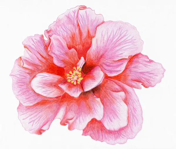 Рисованной розовый гибискус — стоковое фото