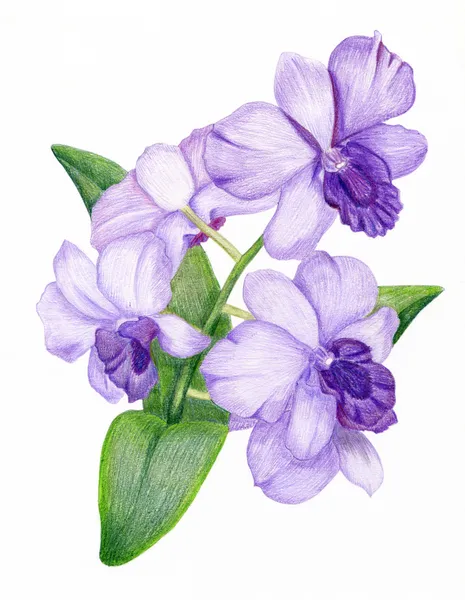 Рисованной орхидеи ветка сирени — стоковое фото