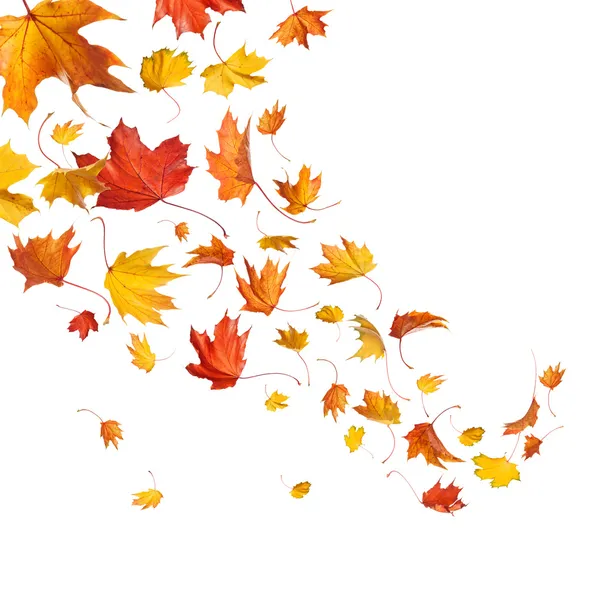 Осень падая листья — стоковое фото