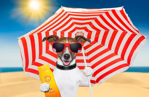 Собаки летом солнцезащитный крем — стоковое фото