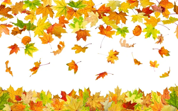 Бесшовные осенние листья — стоковое фото