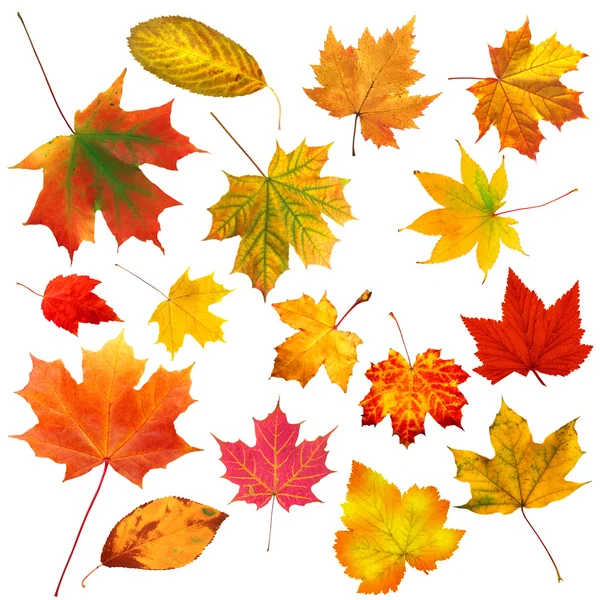 Коллекция красивых Яркие осенние листья изолирован на белом b — стоковое фото
