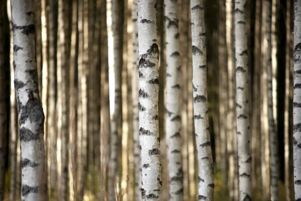 Стволы деревьев березы — стоковое фото