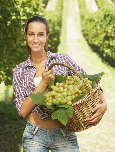 Виноторговец, сбор винограда в винограднике — стоковое фото
