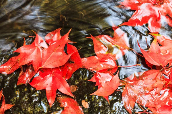 Красный кленовый лист во время падения — стоковое фото