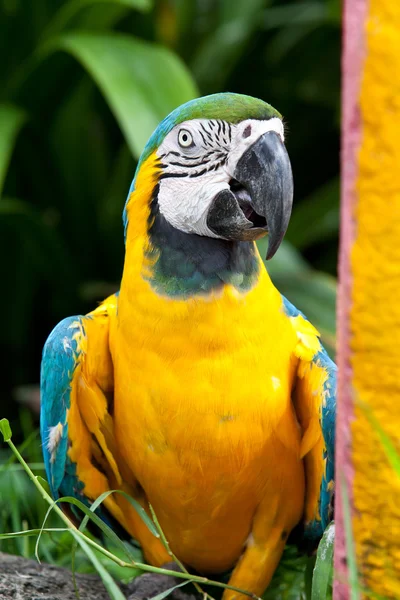 Сине желтый ара птица — стоковое фото