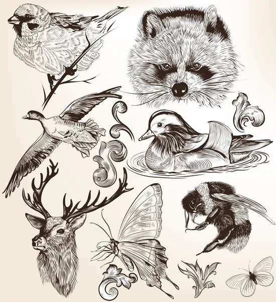 Векторный набор подробных рисованной животных в винтажном стиле — стоковый вектор