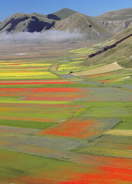 Цветущих полей — стоковое фото