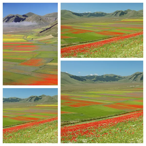 Фантастические красочные цветущие поля — стоковое фото