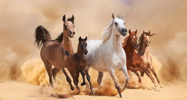 Лошади в песчаная пыль — стоковое фото