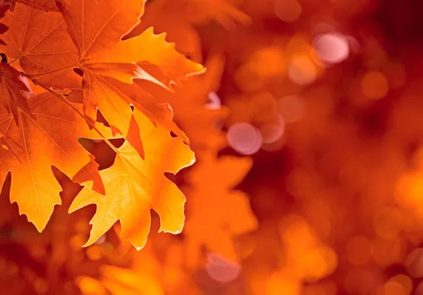 Осенние листья, очень мелкий фокус — стоковое фото