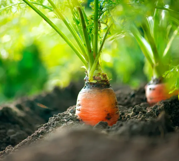 Органическая морковь. морковный крупный план роста — стоковое фото
