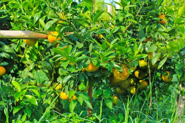 Апельсины Сад — стоковое фото
