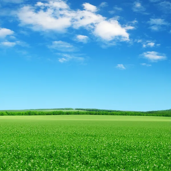 Зеленое поле и голубое небо. — стоковое фото