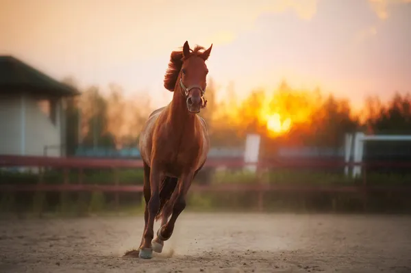 Коричневые лошади, работает на закате — стоковое фото
