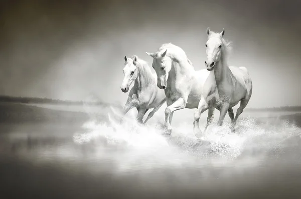Стадо белых лошадей, пробегающих воду — стоковое фото