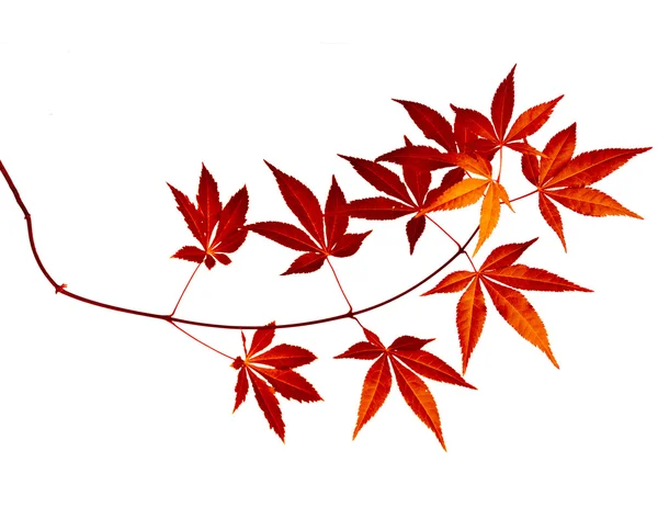 Японский Красный Осенний клен дерево листья (Acer palmatum) изолированные — стоковое фото