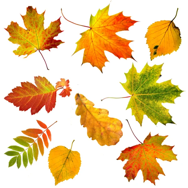 Коллекция красивые красочные осенние листья изолирована на белом фоне — стоковое фото