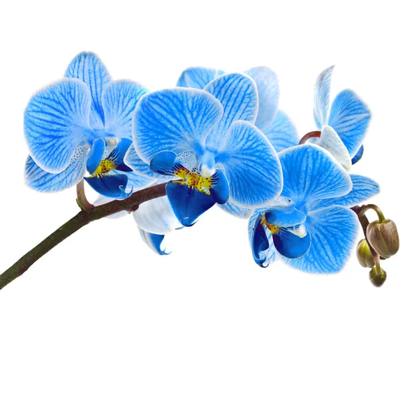 Красивый цветок Орхидея, макро синий фаленопсис, изолированные на белом фоне — стоковое фото