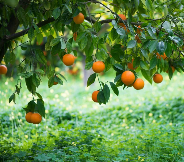 Оранжевый на ветке дерева — стоковое фото