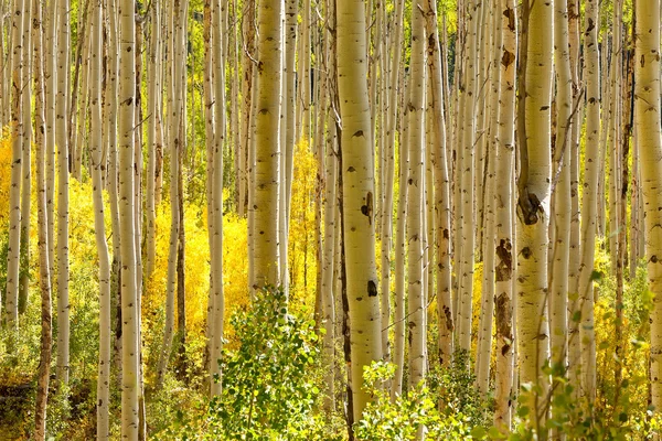 Золотой Аспен деревья осенью — стоковое фото