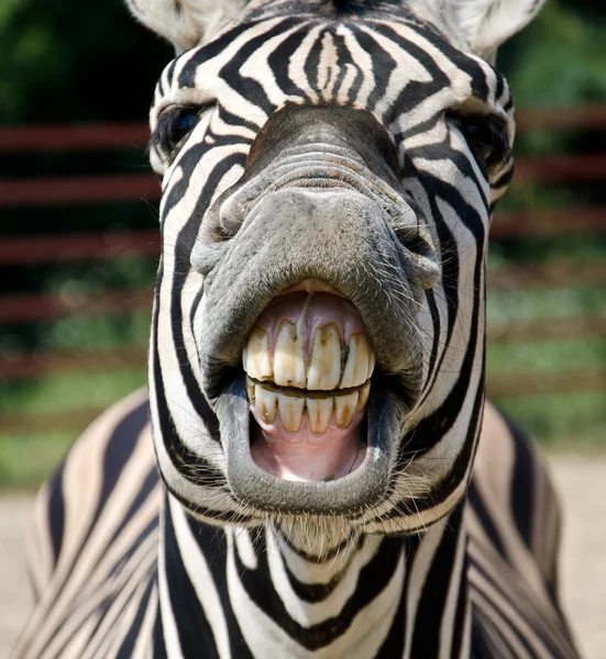 Забавная зебра — стоковое фото