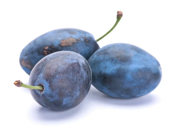 Синий спелой сливы — стоковое фото