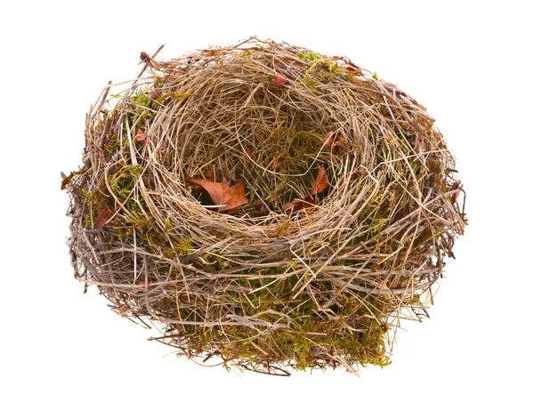 Пустое гнездо птицы — стоковое фото
