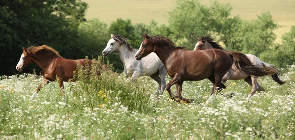 Партия коней бежит в цветущем сцены — стоковое фото