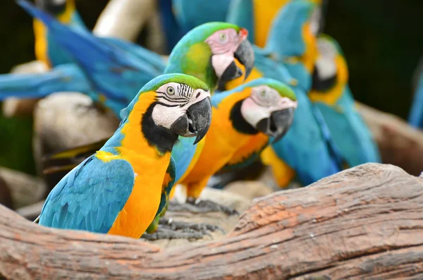 Красочные попугаи в природе — стоковое фото