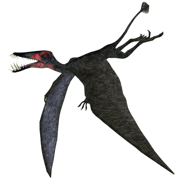 Dorygnathus птерозавров на белом — стоковое фото