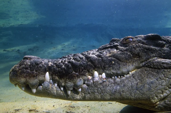 Подводный профиль Гребнистый крокодил — стоковое фото